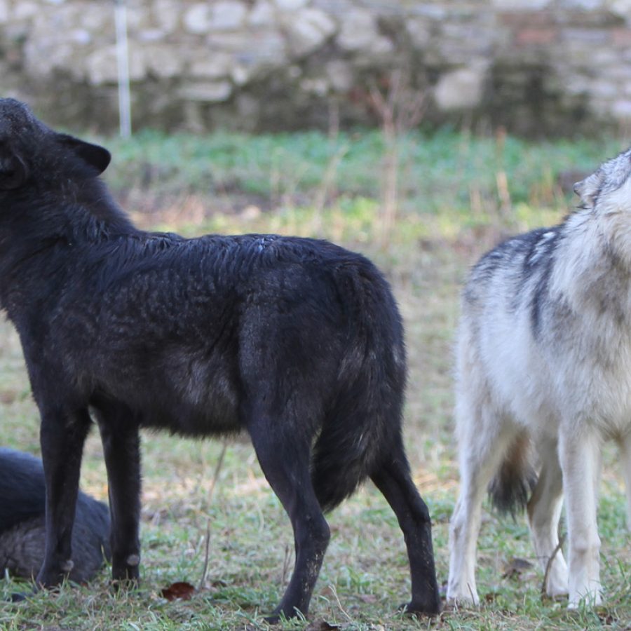 Ein schwarzer und ein grau-weißer Wolf heulen.